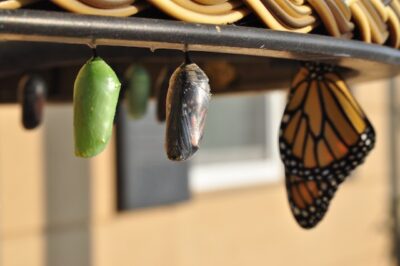 Digital transformation is similar to the transformation of a caterpillar to a butterfly.